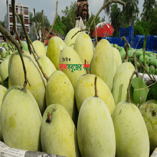 Chapainawabganj Mango Pic 01 28