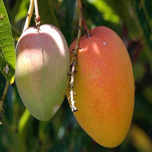 harivanga mango rangpur