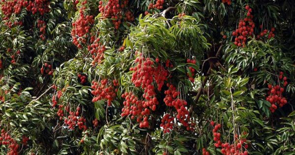 lichi garden dinajpur 01