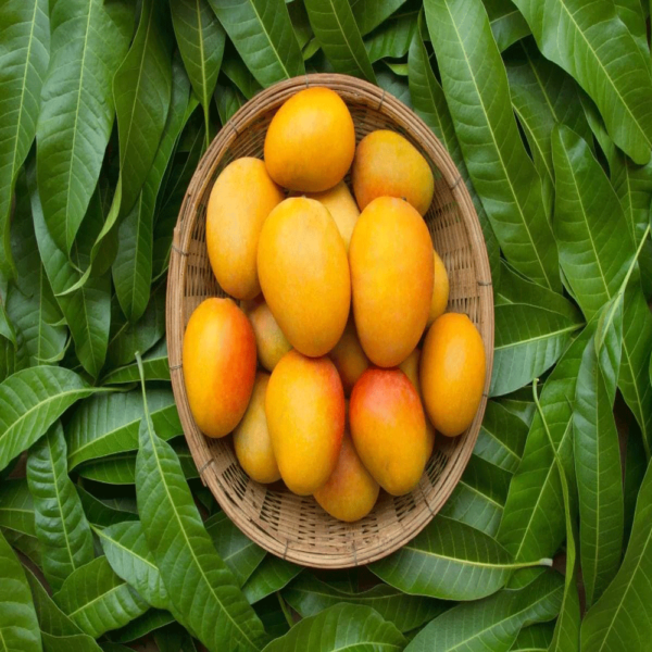 mango 4